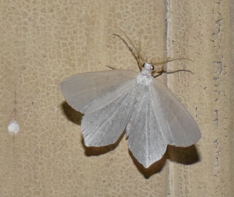 Falena bianca:  Jodis lactearia (geometridae)